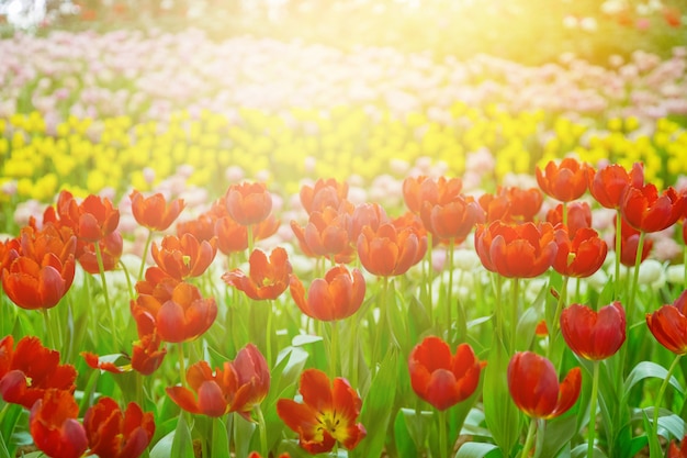 Flores de tulipán enfoque selectivo con fondo verde