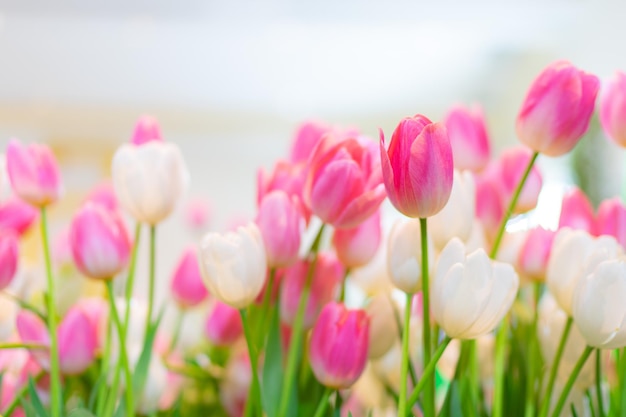 Flores de tulipán enfoque selectivo superficial Fondo de naturaleza de primavera para banner web y diseño de tarjeta