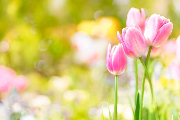 Flores de tulipán enfoque selectivo superficial Fondo de naturaleza de primavera para banner web y diseño de tarjeta