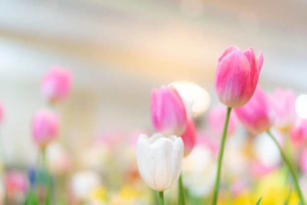 Flores de tulipán enfoque selectivo superficial Fondo de naturaleza de primavera para banner web y diseño de tarjeta