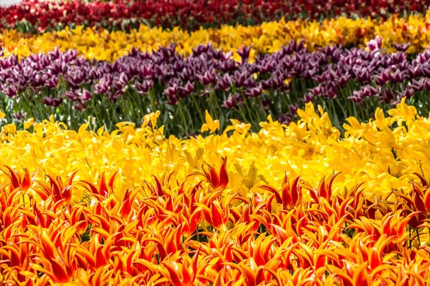 Las flores de tulipán en flor en primavera como fondo floral