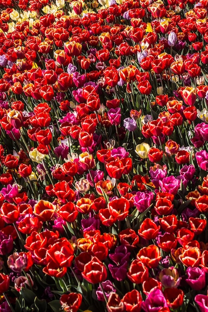 Flores de tulipán florecientes en primavera como fondo floral