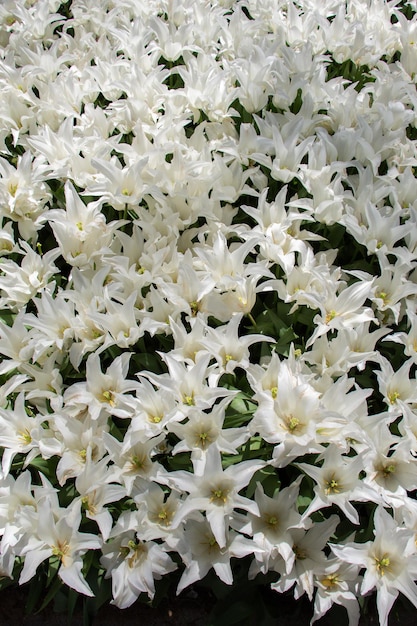 Flores de tulipán florecientes en primavera como fondo floral