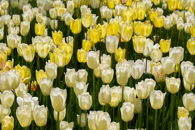 Flores de tulipán florecientes en primavera como fondo floral