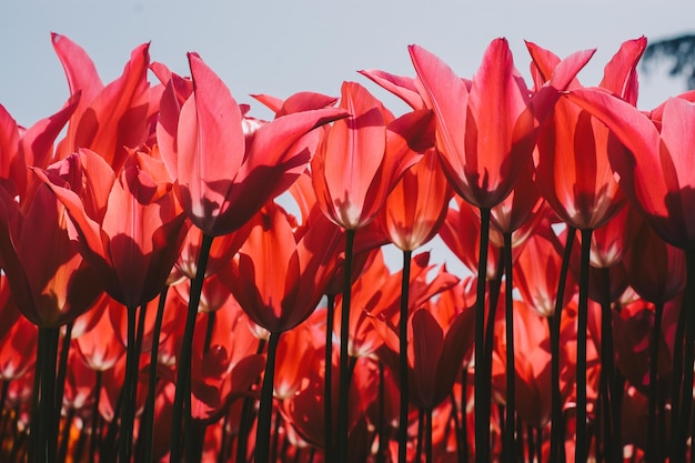 Flores de tulipán florecientes en primavera como fondo floral