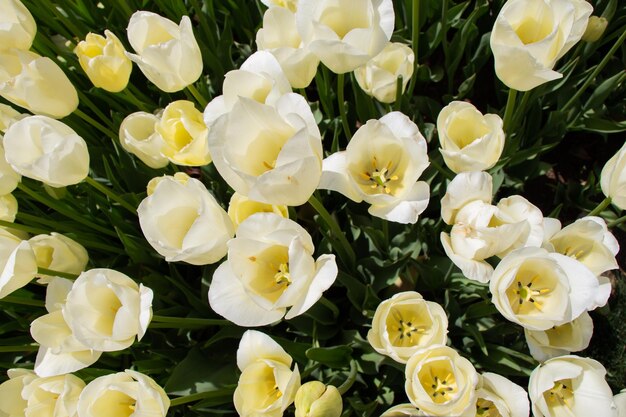 Flores de tulipán florecientes en primavera como fondo floral