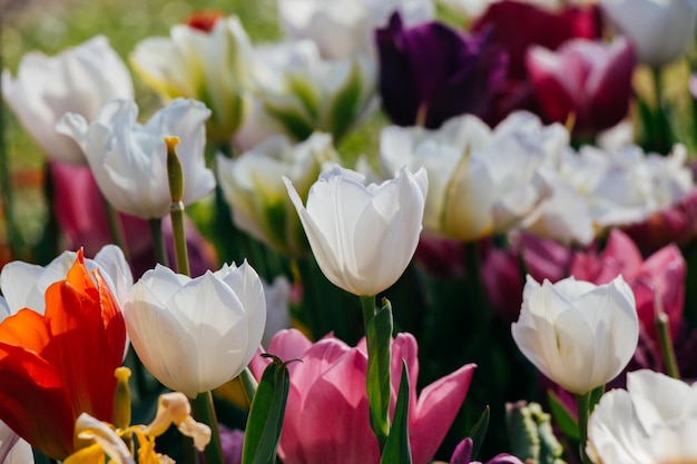 Flores de tulipán florecientes en primavera como fondo floral