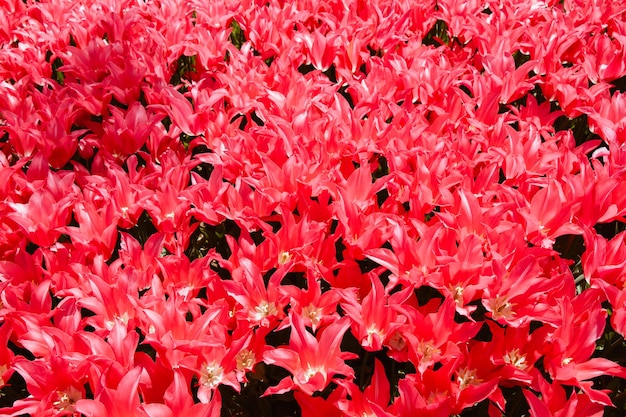 Flores de tulipán florecientes en primavera como fondo floral