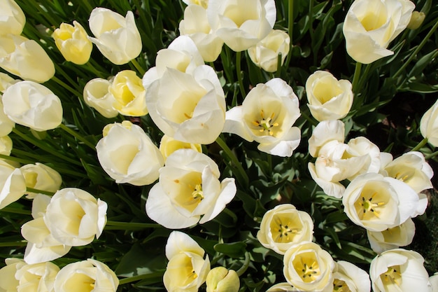 Flores de tulipán florecientes en primavera como fondo floral