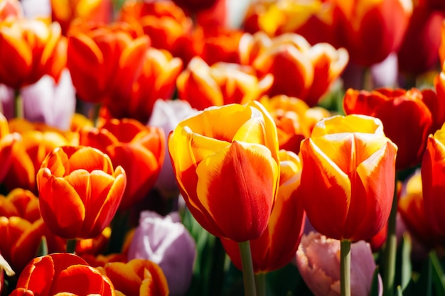 Flores de tulipán florecientes en primavera como fondo floral