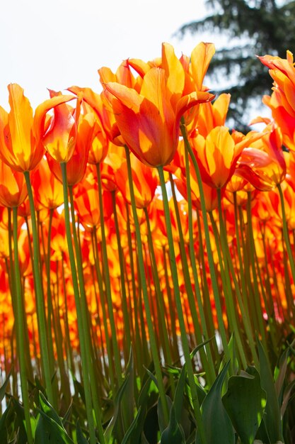 Flores de tulipán florecientes en primavera como fondo floral