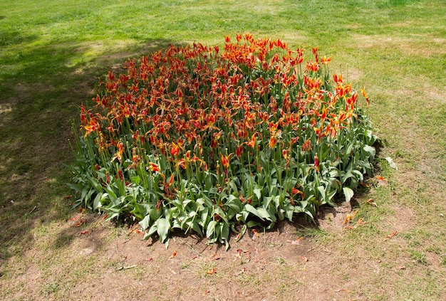 Flores de tulipán florecientes en primavera como fondo floral