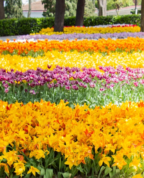 Flores de tulipán florecientes en primavera como fondo floral