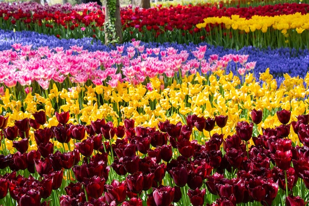 Flores de tulipán florecientes en primavera como fondo floral