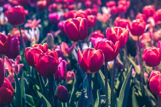 Flores de tulipán florecientes en primavera como fondo floral