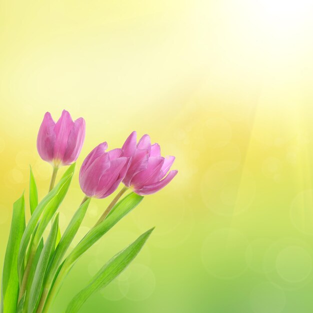 Flores de tulipán en el fondo floral verde bokeh