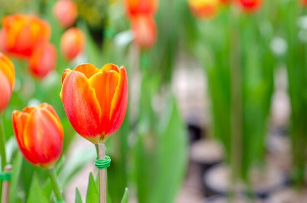 Flores de tulipán con fondo de patrón borroso