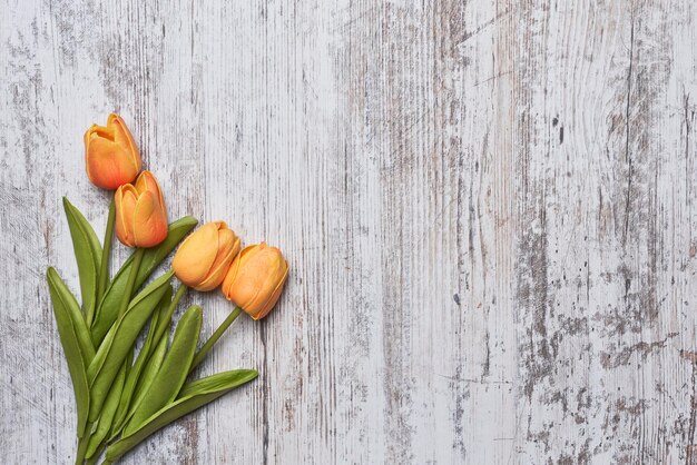 Flores de tulipán fresco