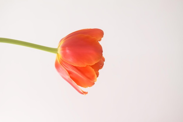 Flores de tulipán Hermosas plantas de primavera en la temporada de floración