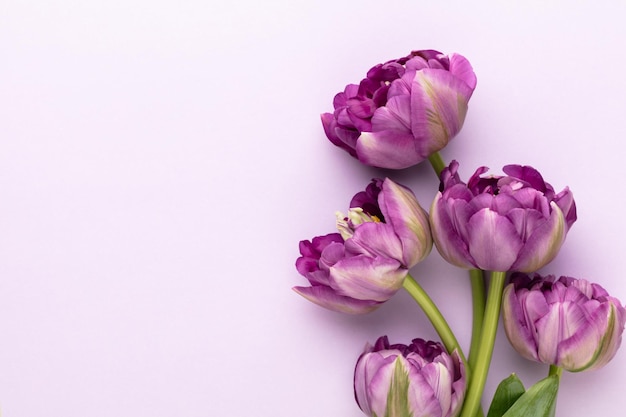 Flores de tulipán lila sobre fondo pastel