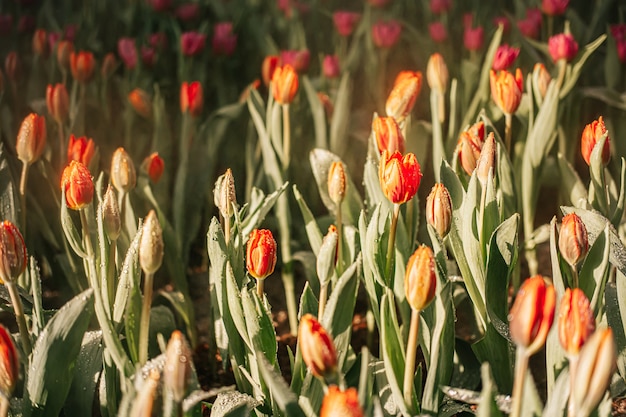 Flores de tulipán naranja en el jardín con spray de agua y luz solar. Fondo natural.