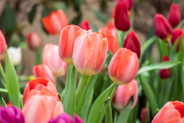 Las flores de tulipán naranja y rojo florecen en el invernadero a principios de la primavera