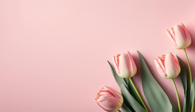 Flores de tulipán de primavera en la vista superior de fondo rosa en estilo plano