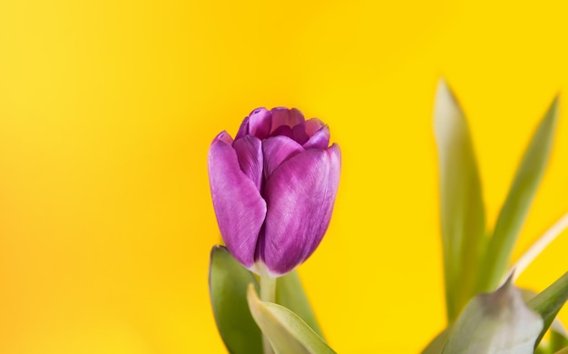 Flores de tulipán púrpura sobre fondo amarillo brillante.