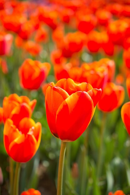 Flores de tulipán que florecen en la temporada de primavera