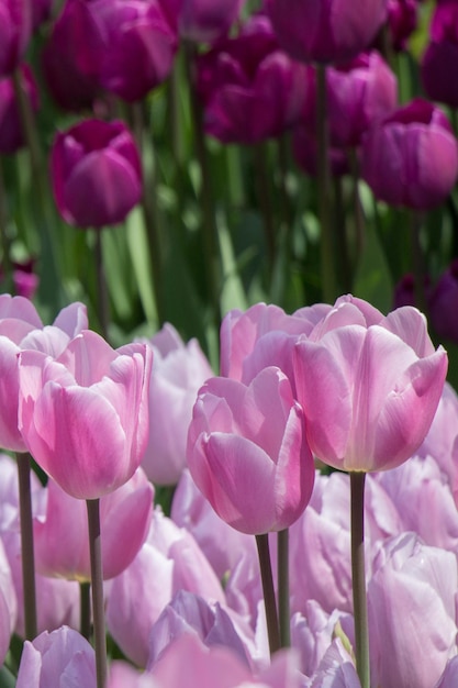 Flores de tulipán que florecen en la temporada de primavera