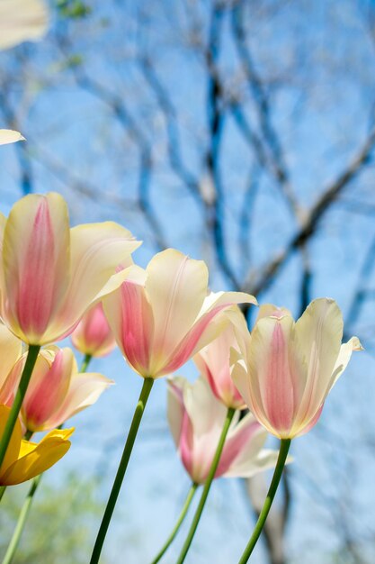 Flores de tulipán que florecen en la temporada de primavera