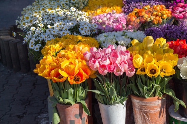 Flores de tulipán que florecen en la temporada de primavera