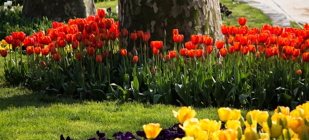 Flores de tulipán que florecen en la temporada de primavera