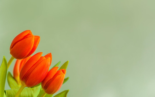 Foto flores de tulipán rojas sobre un fondo gris claro