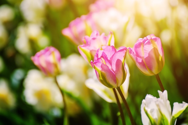 Flores de tulipán rojo y blanco