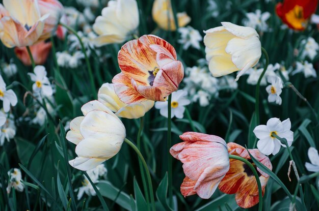 Flores de tulipán rojo y blanco