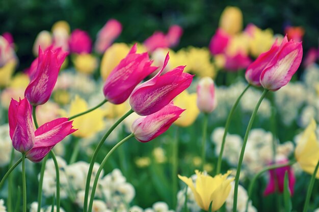 Flores de tulipán rojo y blanco