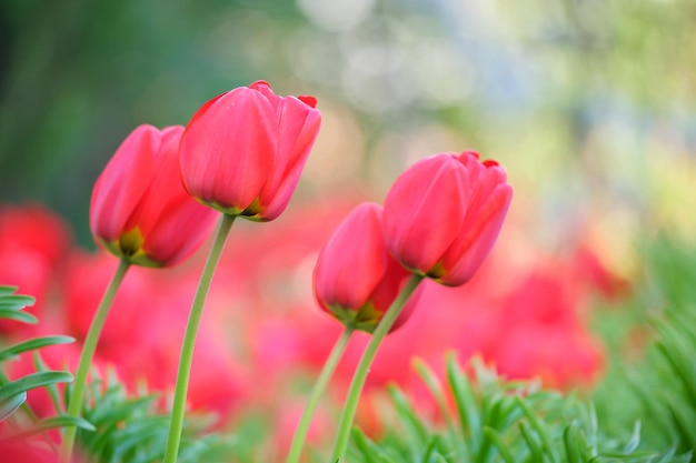 Flores de tulipán rojo brillante que florecen en el macizo de flores al aire libre en el soleado día de primavera.