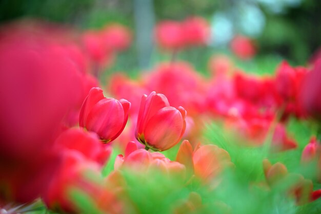 Flores de tulipán rojo brillante que florecen en el macizo de flores al aire libre en el soleado día de primavera