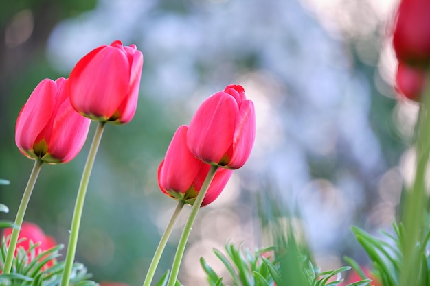 Flores de tulipán rojo brillante que florecen en el macizo de flores al aire libre en el soleado día de primavera