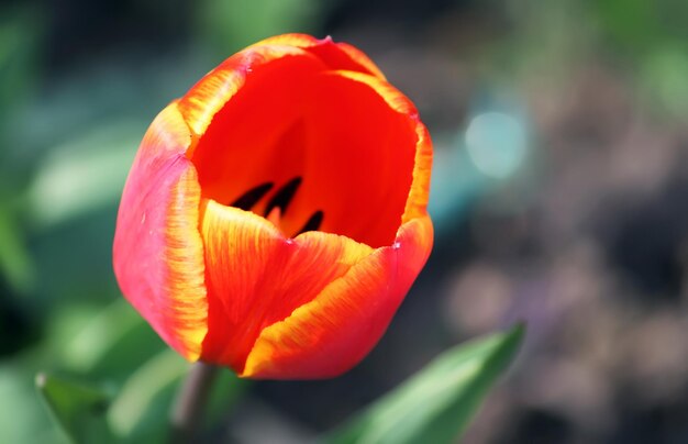 Flores de tulipán rojo de cerca