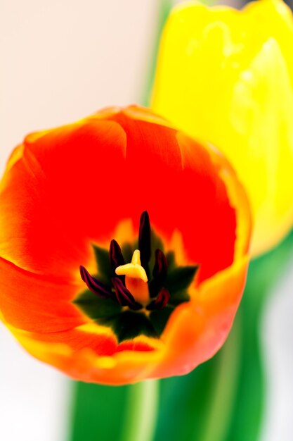 Flores de tulipán rojo