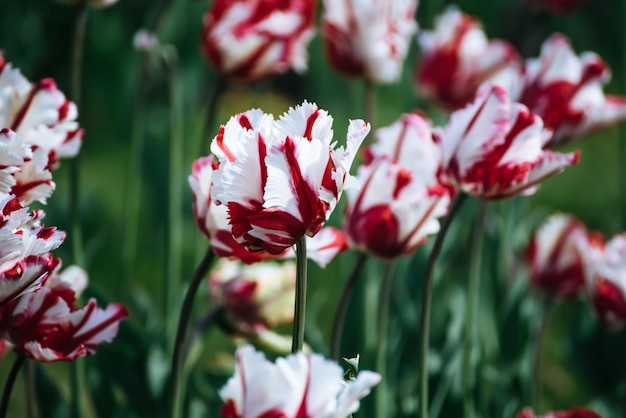 Flores de tulipán rojo