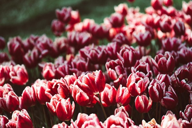 Flores de tulipán rojo