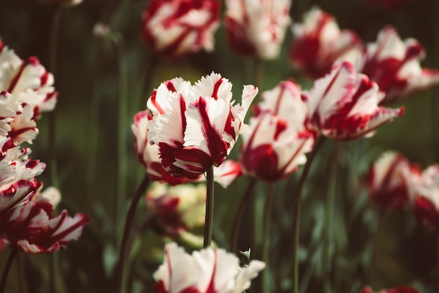 Flores de tulipán rojo