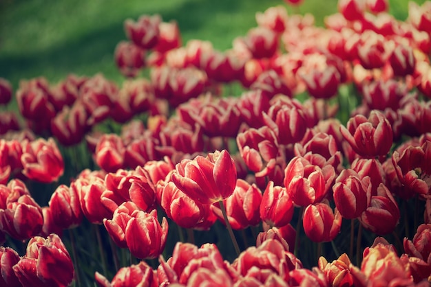 Flores de tulipán rojo