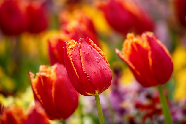 Flores de tulipán rojo