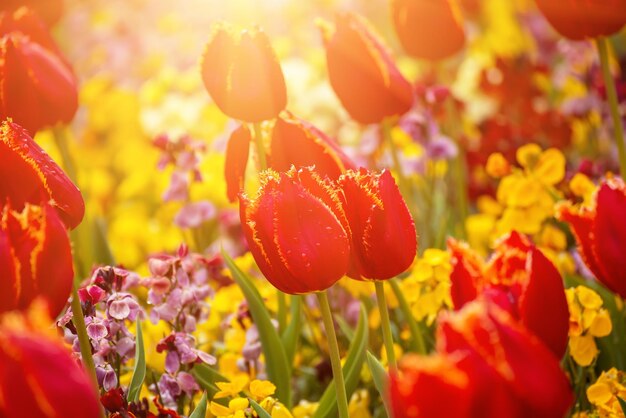 Flores de tulipán rojo