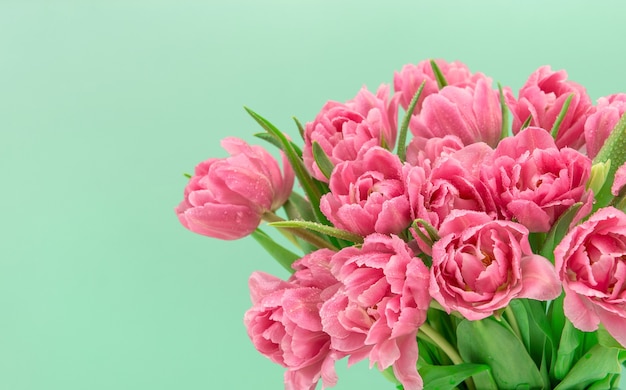 Flores de tulipán rosa con gotas de agua