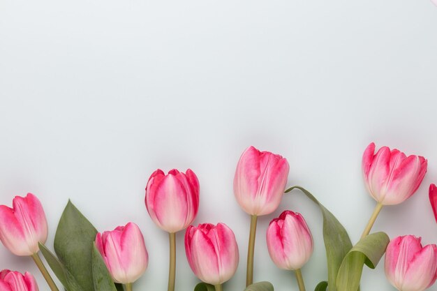 Flores de tulipán rosa sobre fondo pastel